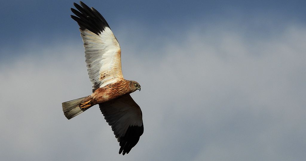 Błotniak stawowy (Circus aeruginosus)