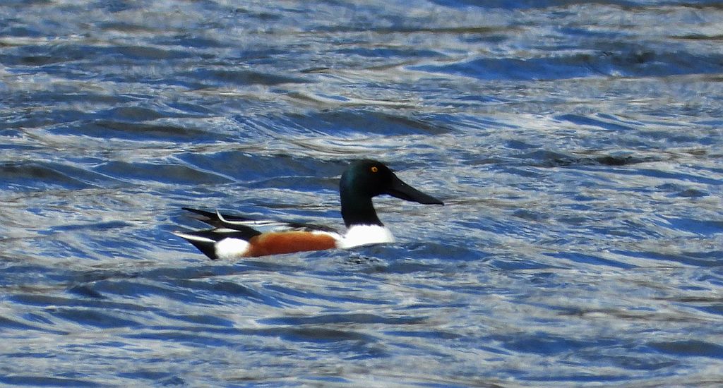 Płaskonos zwyczajny, płaskonos (Spatula clypeata)