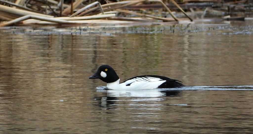 Gągoł, gągoł krzykliwy (Bucephala clangula)
