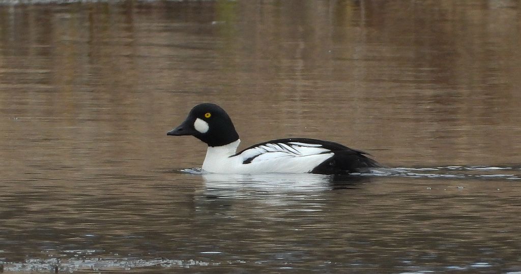 Gągoł, gągoł krzykliwy (Bucephala clangula)