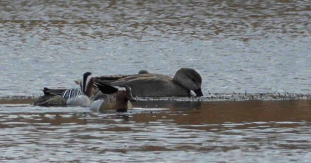 Krakwa, kaczka krakwa (Mareca strepera) i cyranka zwyczajna, cyranka (Spatula querquedula)