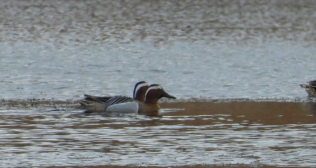 Cyranka zwyczajna, cyranka (Spatula querquedula)