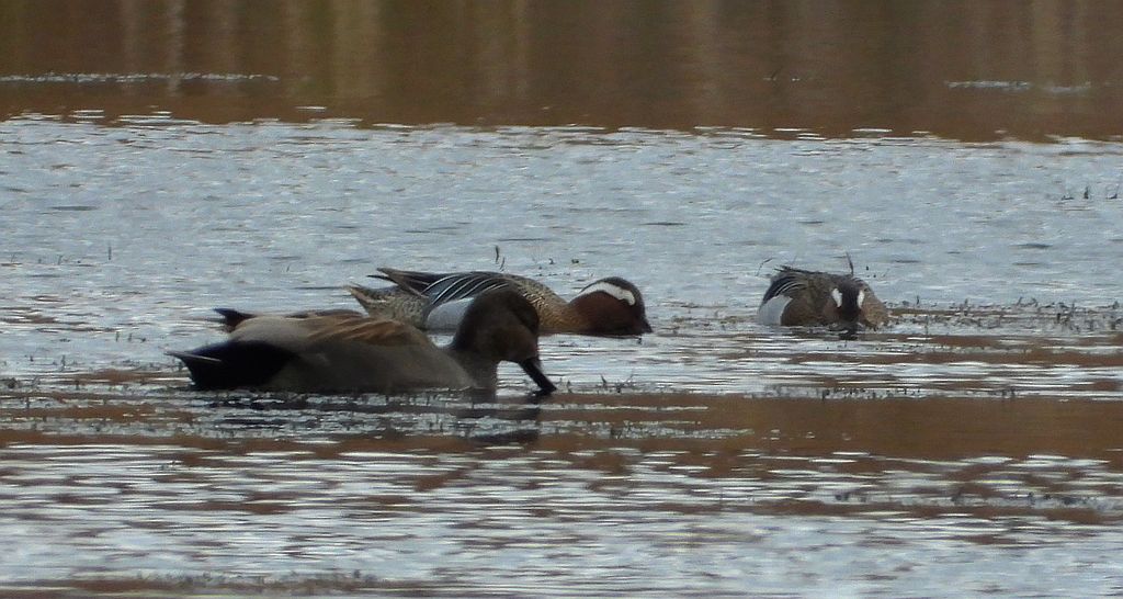 Krakwa, kaczka krakwa (Mareca strepera) i cyranka zwyczajna, cyranka (Spatula querquedula)