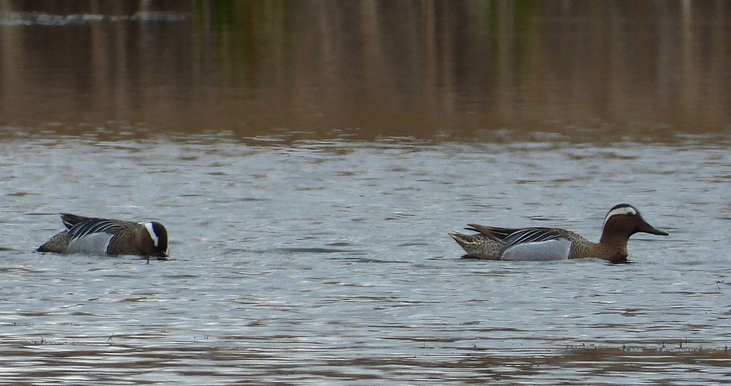 Cyranka zwyczajna, cyranka (Spatula querquedula)