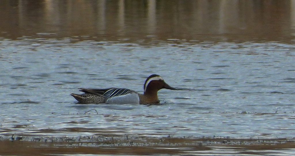 Cyranka zwyczajna, cyranka (Spatula querquedula)