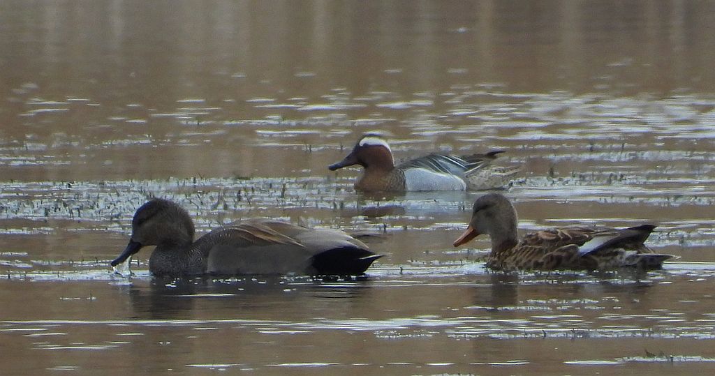 Krakwa, kaczka krakwa (Mareca strepera) i cyranka zwyczajna, cyranka (Spatula querquedula)