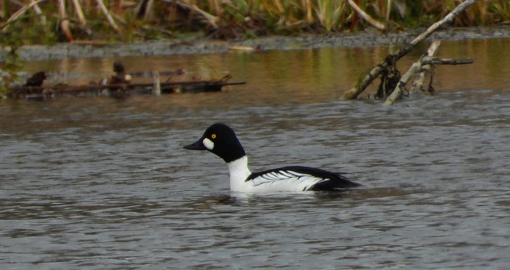 Gągoł, gągoł krzykliwy (Bucephala clangula)