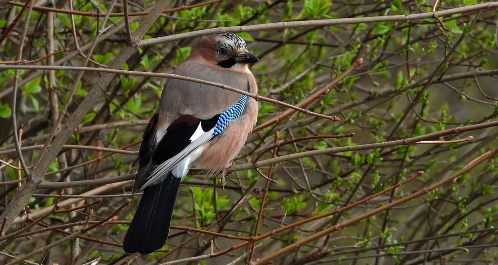 Sójka zwyczajna, sójka, sójka żołędziówka (Garrulus glandarius)