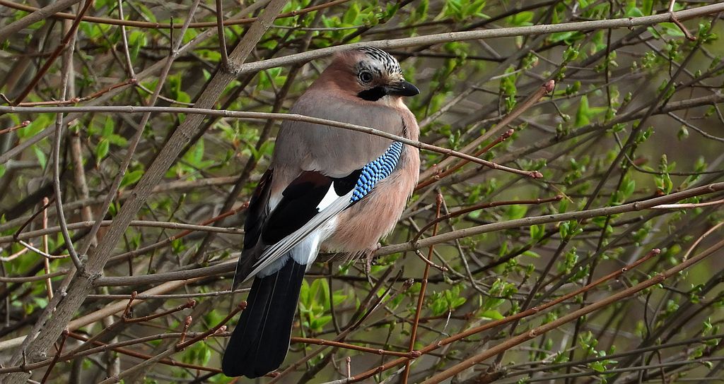 Sójka zwyczajna, sójka, sójka żołędziówka (Garrulus glandarius)