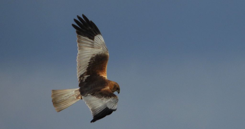 Błotniak stawowy (Circus aeruginosus)