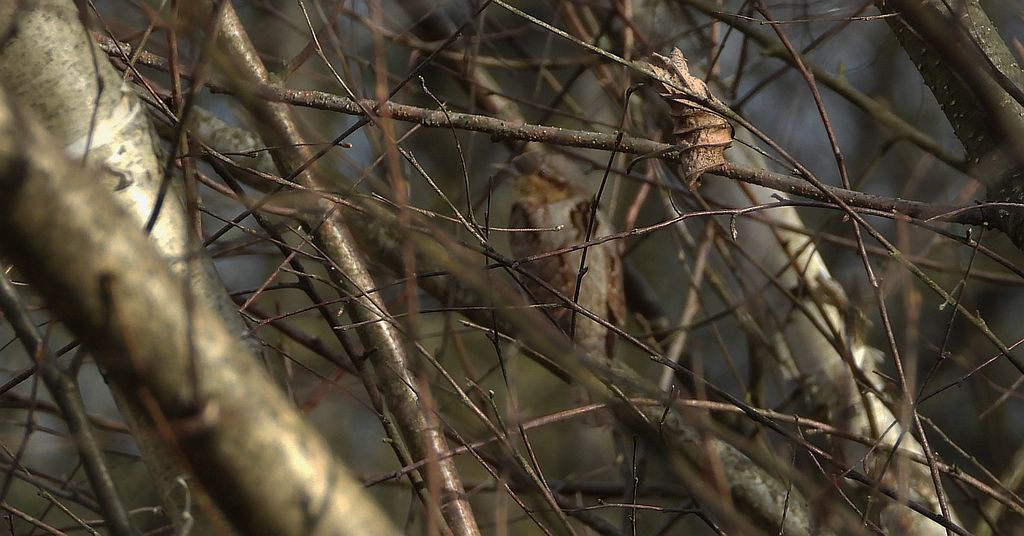 Krętogłów zwyczajny, krętogłów (Jynx torquilla)