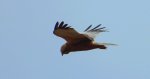 Błotniak stawowy (Circus aeruginosus)