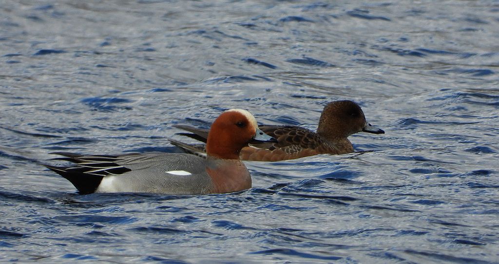 Świstun zwyczajny, świstun (Mareca penelope)