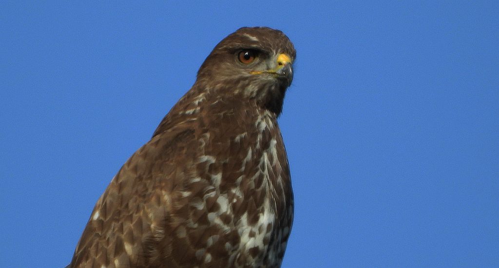 Myszołów (Buteo buteo)