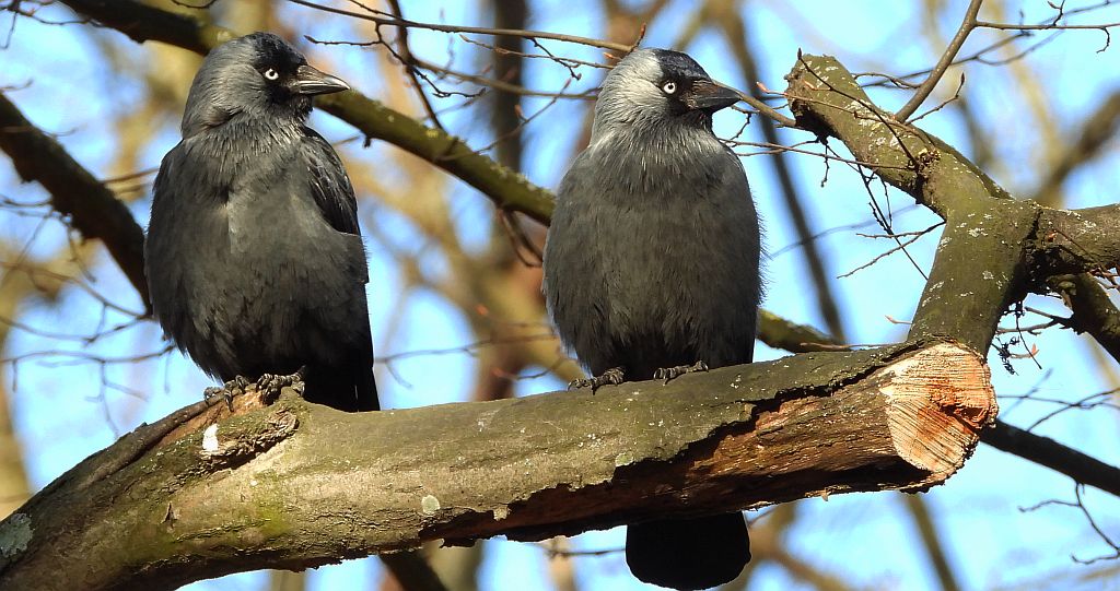 Kawka zwyczajna, kawka (Corvus monedula)