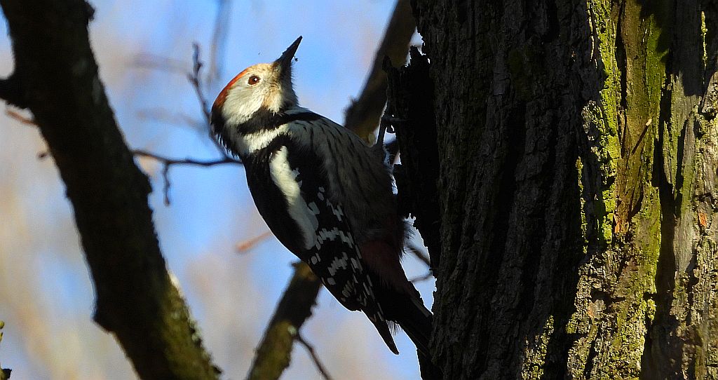 Dzięcioł średni (Dendrocoptes medius)