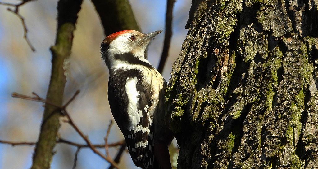 Dzięcioł średni (Dendrocoptes medius)