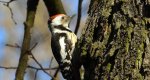 Dzięcioł średni (Dendrocoptes medius)