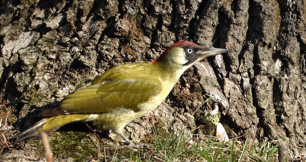 Dzięcioł zielony (Picus viridis)