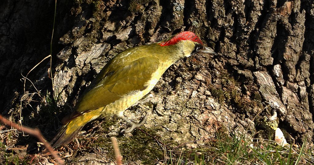 Dzięcioł zielony (Picus viridis)