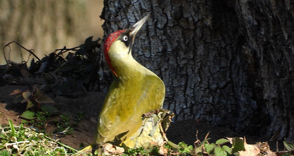 Dzięcioł zielony (Picus viridis)