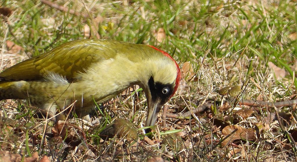 Dzięcioł zielony (Picus viridis)