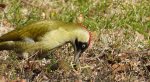 Dzięcioł zielony (Picus viridis)
