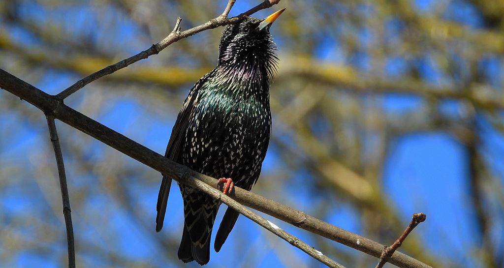 Szpak zwyczajny, szpak (Sturnus vulgaris)