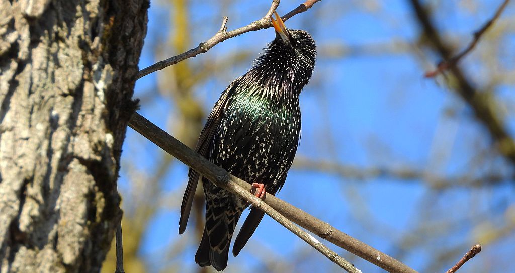 Szpak zwyczajny, szpak (Sturnus vulgaris)
