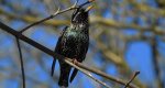 Szpak zwyczajny, szpak (Sturnus vulgaris)