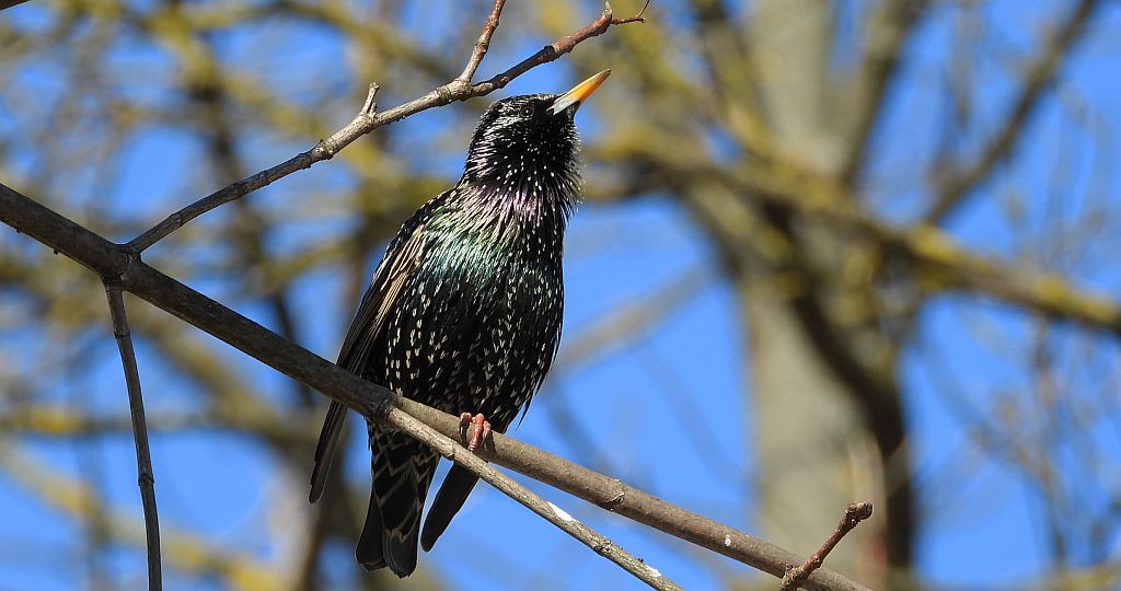 Szpak zwyczajny, szpak (Sturnus vulgaris)