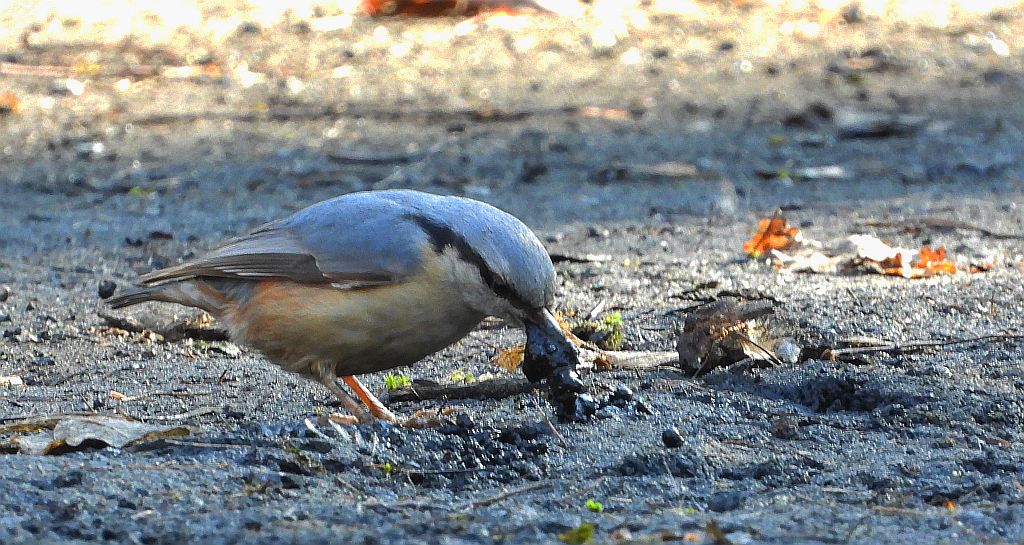 Kowalik zwyczajny, kowalik, bargiel (Sitta europaea)