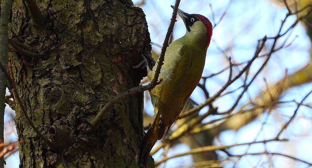 Dzięcioł zielony (Picus viridis)