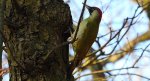 Dzięcioł zielony (Picus viridis)