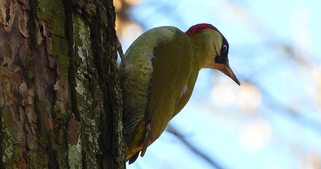 Dzięcioł zielony (Picus viridis)