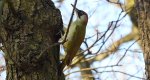 Dzięcioł zielony (Picus viridis)