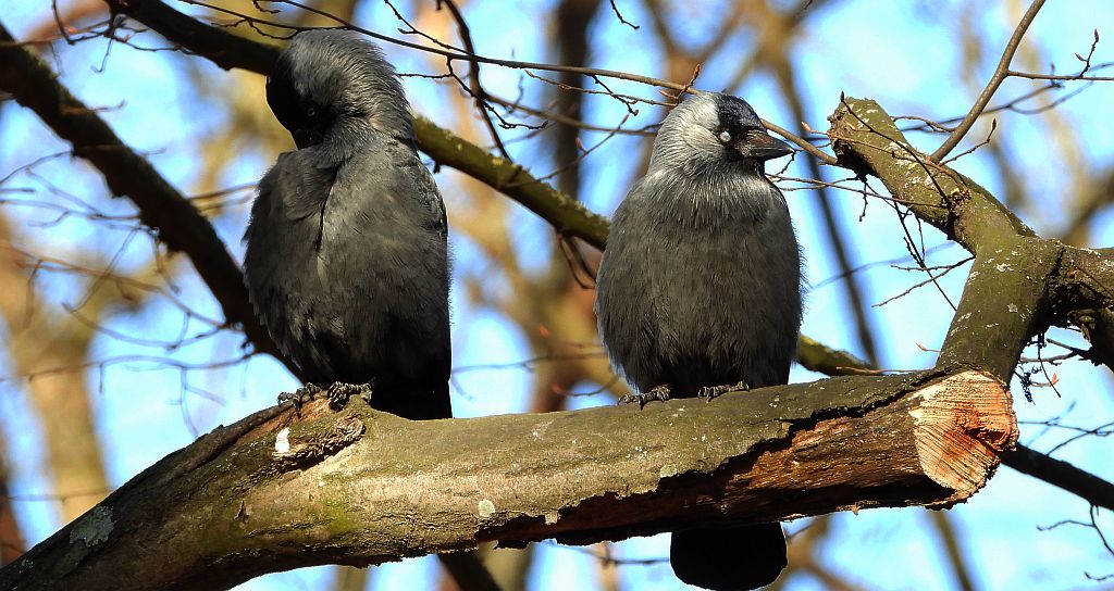 Kawka zwyczajna, kawka (Corvus monedula)