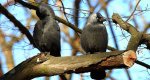 Kawka zwyczajna, kawka (Corvus monedula)