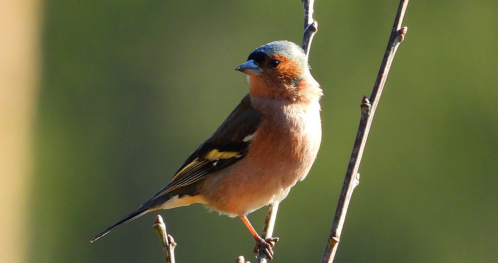 Zięba zwyczajna, zięba (Fringilla coelebs)