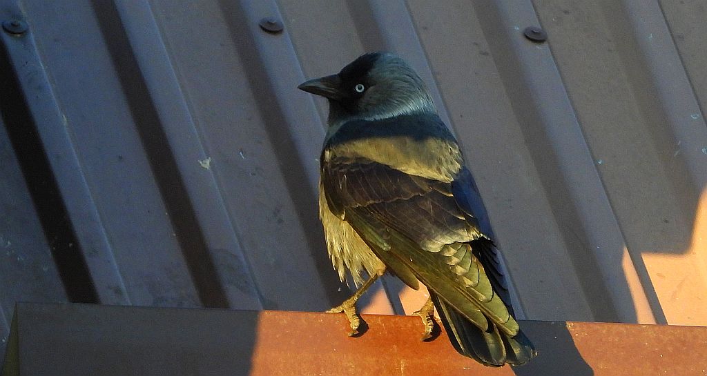 Kawka zwyczajna, kawka (Corvus monedula)