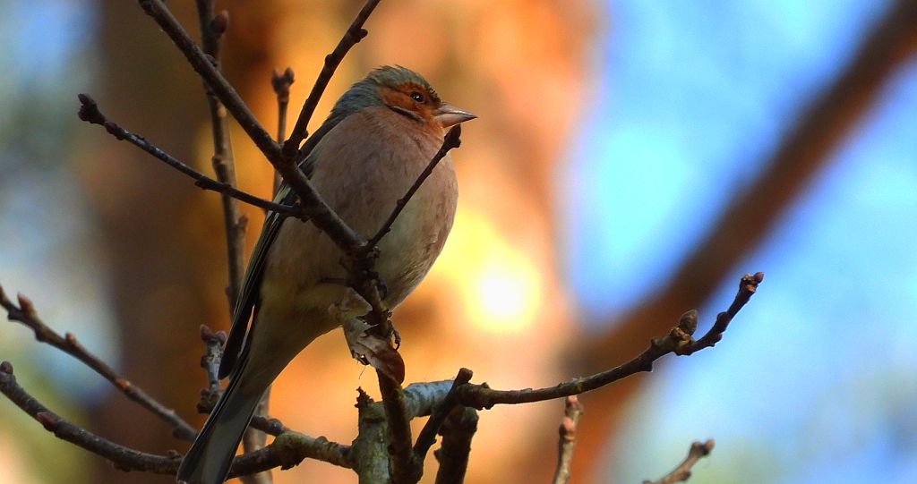 Zięba zwyczajna, zięba (Fringilla coelebs)