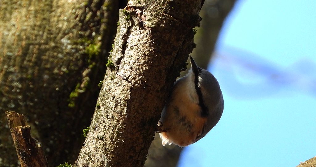 Kowalik zwyczajny, kowalik, bargiel (Sitta europaea)