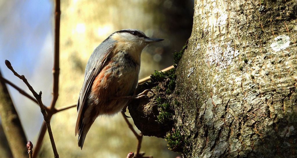 Kowalik zwyczajny, kowalik, bargiel (Sitta europaea)