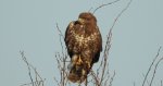 Myszołów zwyczajny, myszołów (Buteo buteo)