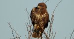Myszołów zwyczajny, myszołów (Buteo buteo)