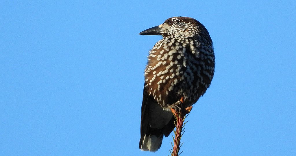 Orzechówka zwyczajna, orzechówka (Nucifraga caryocatactes)