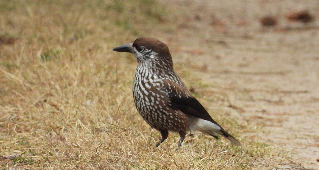 Orzechówka zwyczajna, orzechówka (Nucifraga caryocatactes)