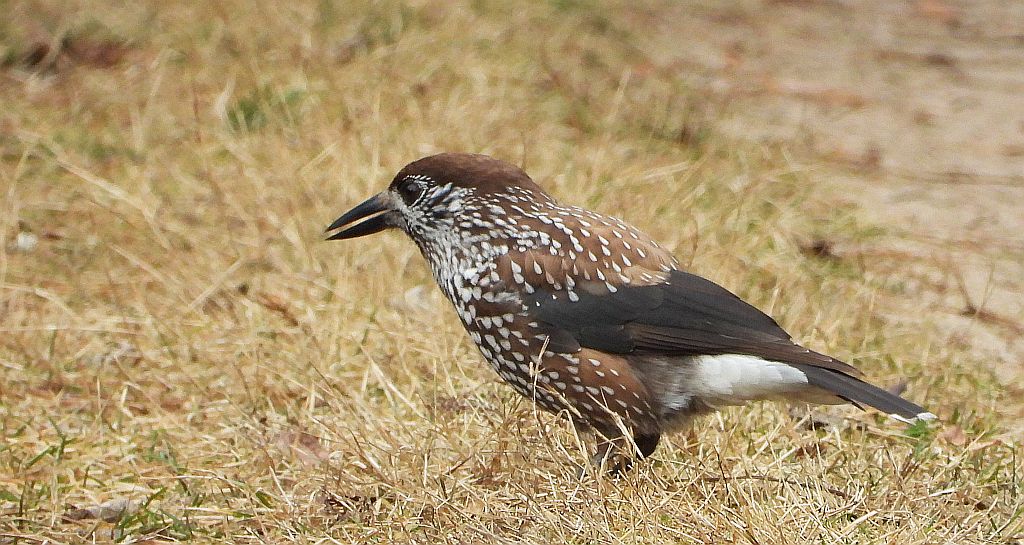 Orzechówka zwyczajna, orzechówka (Nucifraga caryocatactes)