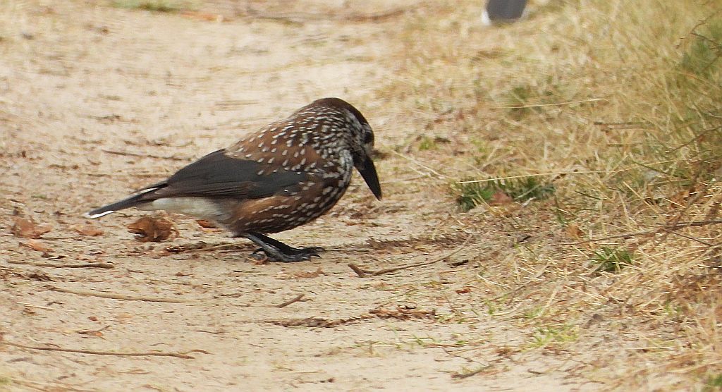 Orzechówka zwyczajna, orzechówka (Nucifraga caryocatactes)