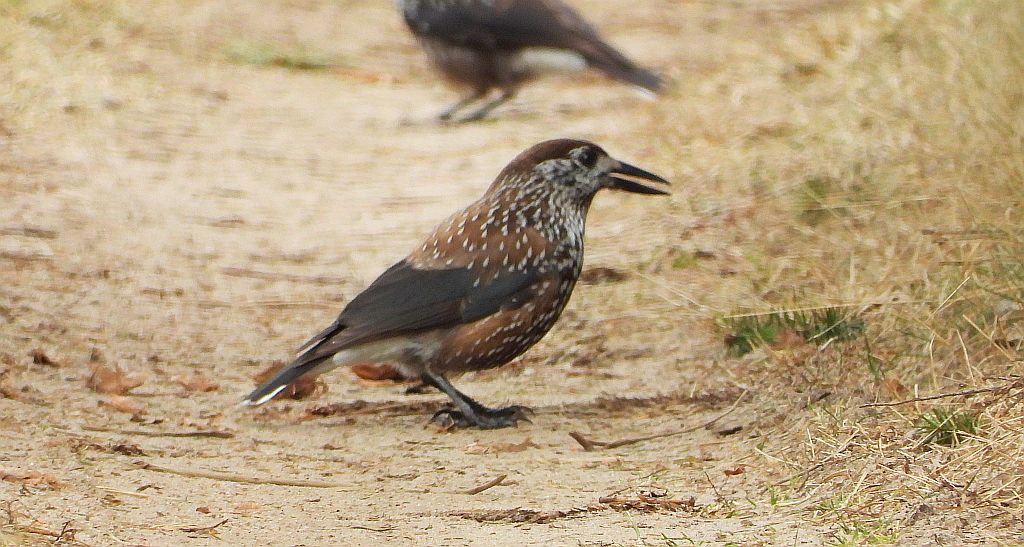 Orzechówka zwyczajna, orzechówka (Nucifraga caryocatactes)